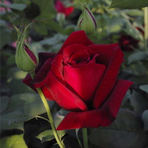 Rosa  Papa Meilland® - bordová - Stromkové růže s květmi čajohybridů - stromková růže s rovnými stonky v koruně